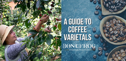 Woman harvesting Arabica coffee beans with coffee varietals on the side