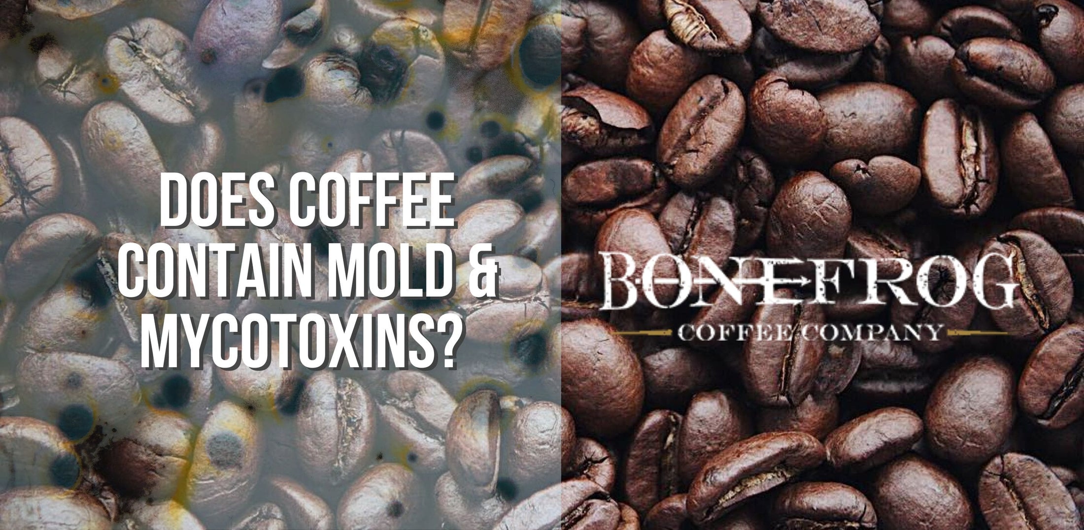 Blog Does Coffee Contain Mold & Mycotoxins? Unravel...