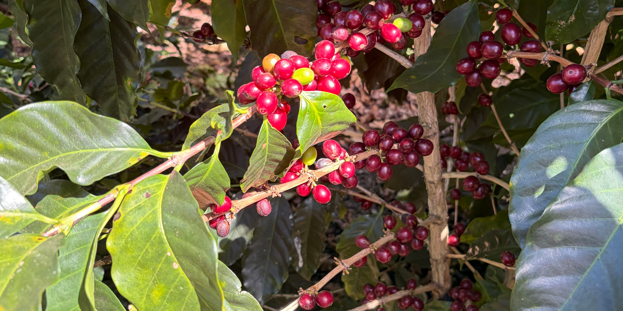 La Minita Estate, Tarrazu, Costa Rica